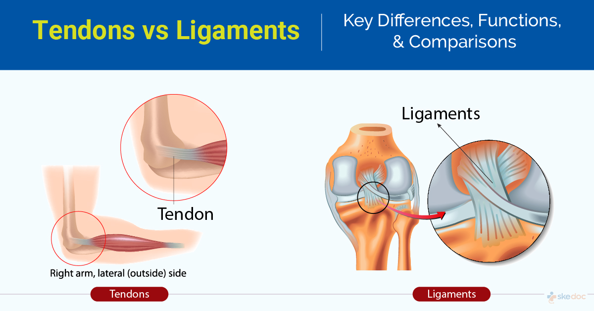 Tendons vs Ligaments